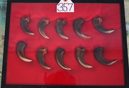 Awesome Display Case of Kodiak Brown Bear Hand Claws Taxidermy