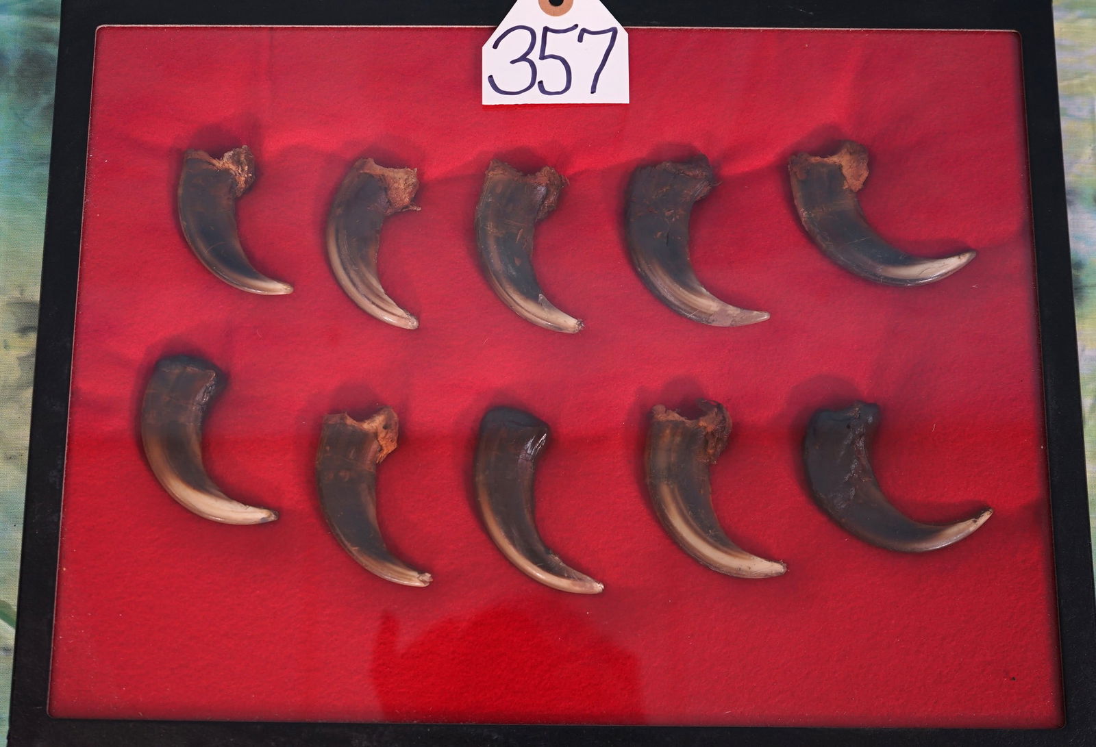 Awesome Display Case of Kodiak Brown Bear Hand Claws Taxidermy (1 of 5)