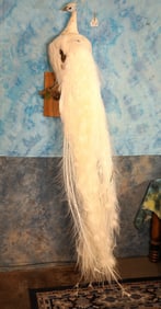 Brand New! White Piebald Peacock Taxidermy Bird Mount