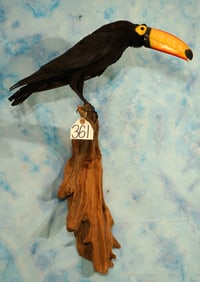 Super Cool Fruit Loops Toucan Novelty Taxidermy Bird Mount