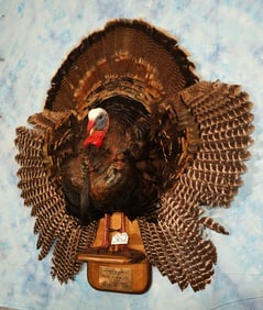 Half Body Rio Grande Wild Turkey Taxidermy Bird Mount