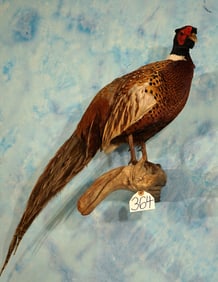 Ringneck Pheasant Taxidermy Bird Wall Mount