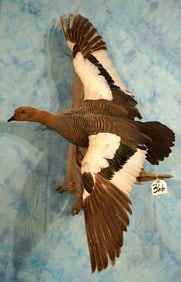 Russian Hybrid Barnacle Goose Flying Taxidermy Bird Mount