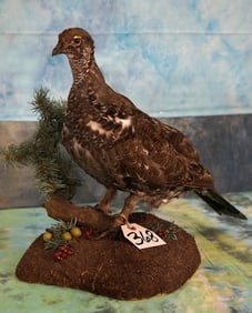 Beautiful Blue Grouse in Habitat Taxidermy Bird Mount
