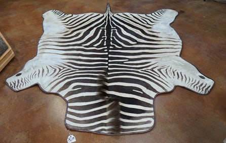 Large African Zebra Rug Padded Taxidermy Mount