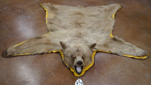 Beautiful Blonde Colored New Mexico Black Bear Taxidermy Mount