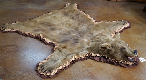 Beautiful Whiskey Colored Black Bear Taxidermy Rug Mount
