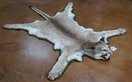 Mountain Lion Rug Taxidermy Mount