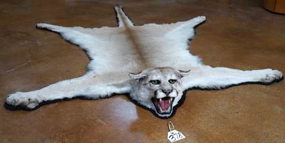 Large Mountain Lion Quality Taxidermy Rug Mount