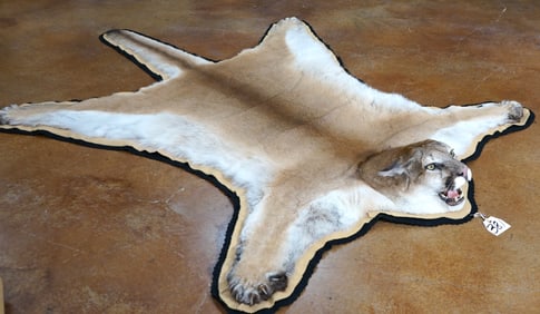 Extra Large AAA Quality Idaho Mountain Lion Rug Taxidermy Mount