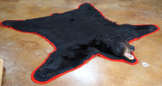 AAA Canadian Black Bear Rug Taxidermy Mount