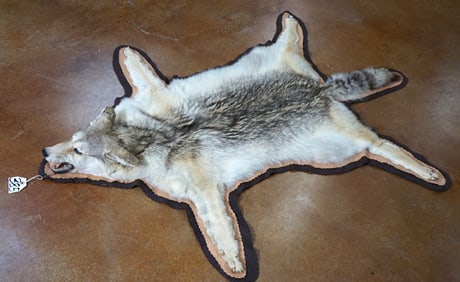 Coyote Rug Taxidermy Mount