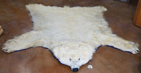 Large Polar Bear Rug Taxidermy Legal Vintage Mount **U.S Residents Only!**