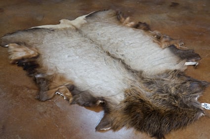 Nice Elk Tanned Backskin Taxidermy