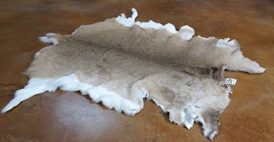 Soft Tanned Whitetail Deer Backskin Taxidermy