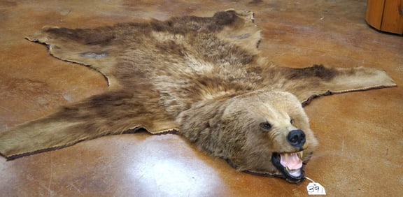 Grizzly Bear Rug Taxidermy Mount