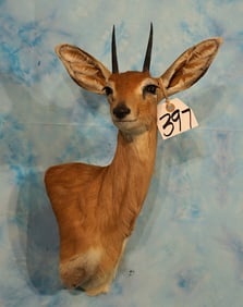 African Stienbuck Pygmy Antelope Shoulder Taxidermy Mount