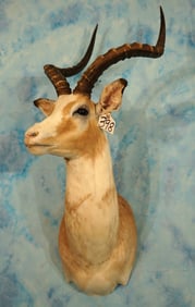 Rare African White-Flanked Impala Ram Shoulder Taxidermy Mount