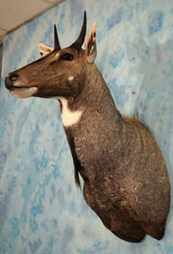 Beautiful Nilgai Antelope Shoulder Taxidermy Mount