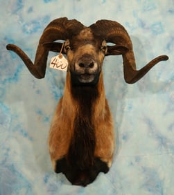 Corsican Sheep Shoulder Taxidermy Ram Mount