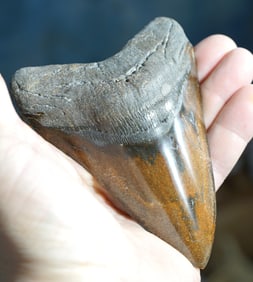 Pretty Polished Megalodon Fossil Shark Tooth on Display Stand