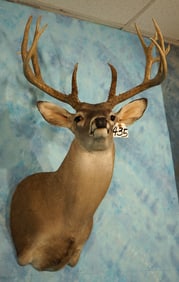 148 to 153 gross 11pt. Texas Whitetail Deer Shoulder Taxidermy Mount