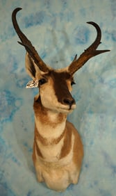 Pronghorn Antelope Shoulder Taxidermy Mount