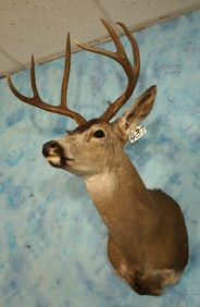 Columbian Blacktail Deer Shoulder Taxidermy Mount