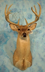 170 to 175 gross 14pt. South Texas Whitetail Deer Shoulder Taxidermy Mount