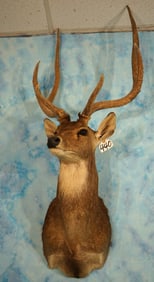 Javan Rusa Deer Shoulder Taxidermy Mount