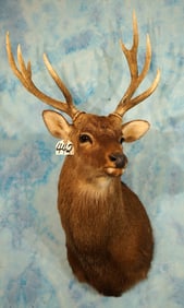 Japanese Sika Deer Shoulder Taxidermy Mount
