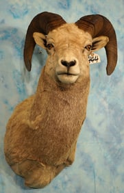 Rocky Mountain Bighorn Sheep Shoulder Taxidermy Ram Mount