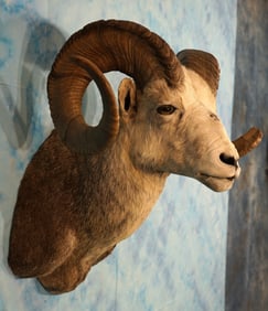 Large Stone Sheep Shoulder Taxidermy Ram Mount