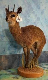 African Klipspringer Pygmy Antelope Full Body Taxidermy Mount