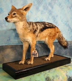 South African Black Back Jackal Full Body Taxidermy Mount
