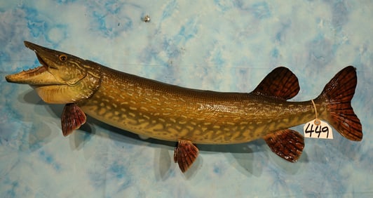 31 1/2" Real Skin Northern Pike Taxidermy Fish Mount