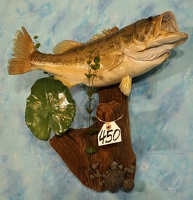 20" Real Skin Largemouth Bass on Driftwood Taxidermy Fish Mount