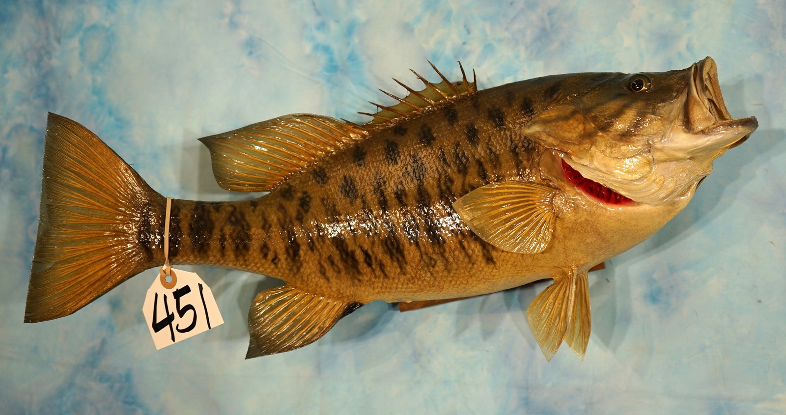 20 1/4" Real Skin Smallmouth Bass Taxidermy Fish Mount: This mount is clean and in mint-like condition. The fish is natural and lifelike in appearance. The taxidermist did a fantastic job on this Fish, and the quality is a level 10.