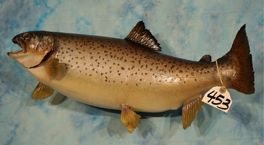 25" Real Skin Silver Salmon, or "Coho" Taxidermy Fish Mount