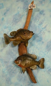 9 1/2" & 10" Real Skin  Bluegill Taxidermy Fish Mounts