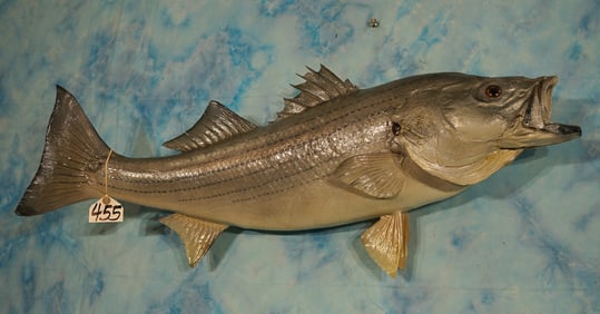 36" Real Skin Striped Bass, or "Striper" Taxidermy Fish Mount