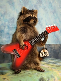 Brand New Raccoon Playing Guitar Novelty Taxidermy Mount