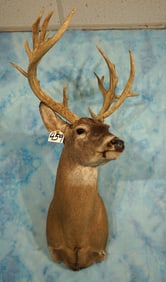 Cool 18pts. Non-Typical Whitetail Deer Shoulder Taxidermy Mount