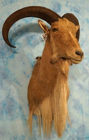 Aoudad "Barbary Sheep" Shoulder Taxidermy Ram Mount
