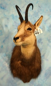 Alpine Chamois Shoulder Taxidermy Mount
