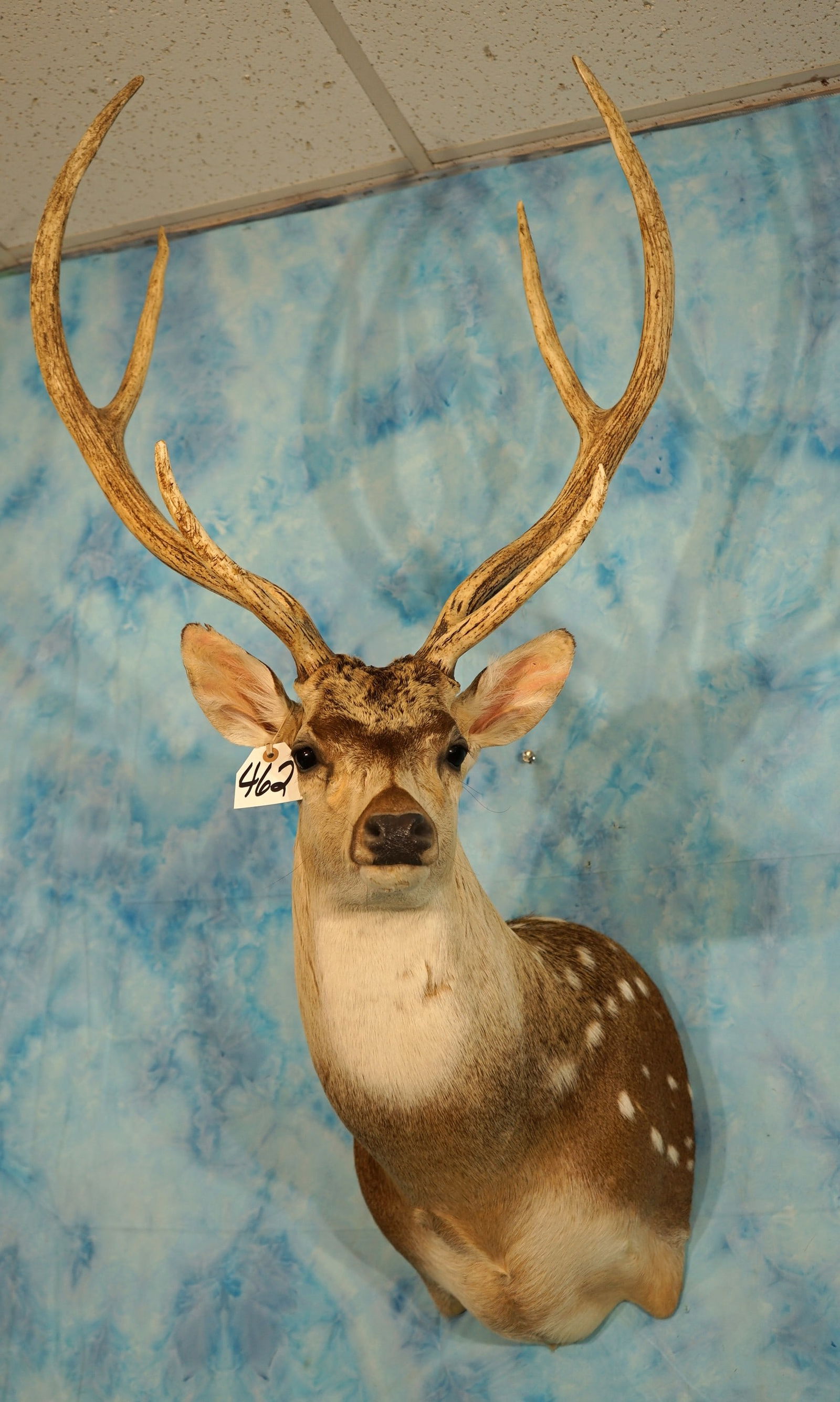 Beautiful Axis Deer Shoulder Taxidermy Trophy Mount (1 of 4)