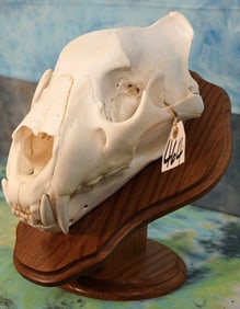 Large African Lion Complete Skull on Oakwood Pedestal Panel Taxidermy **Texas Residents Only!**