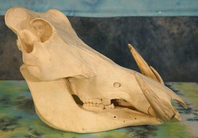 Complete Warthog Skull Taxidermy