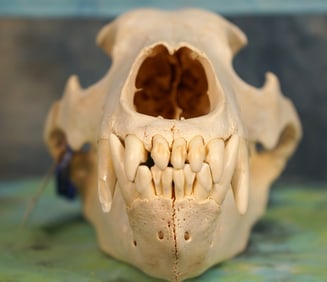 Complete Grizzly Bear Skull Taxidermy