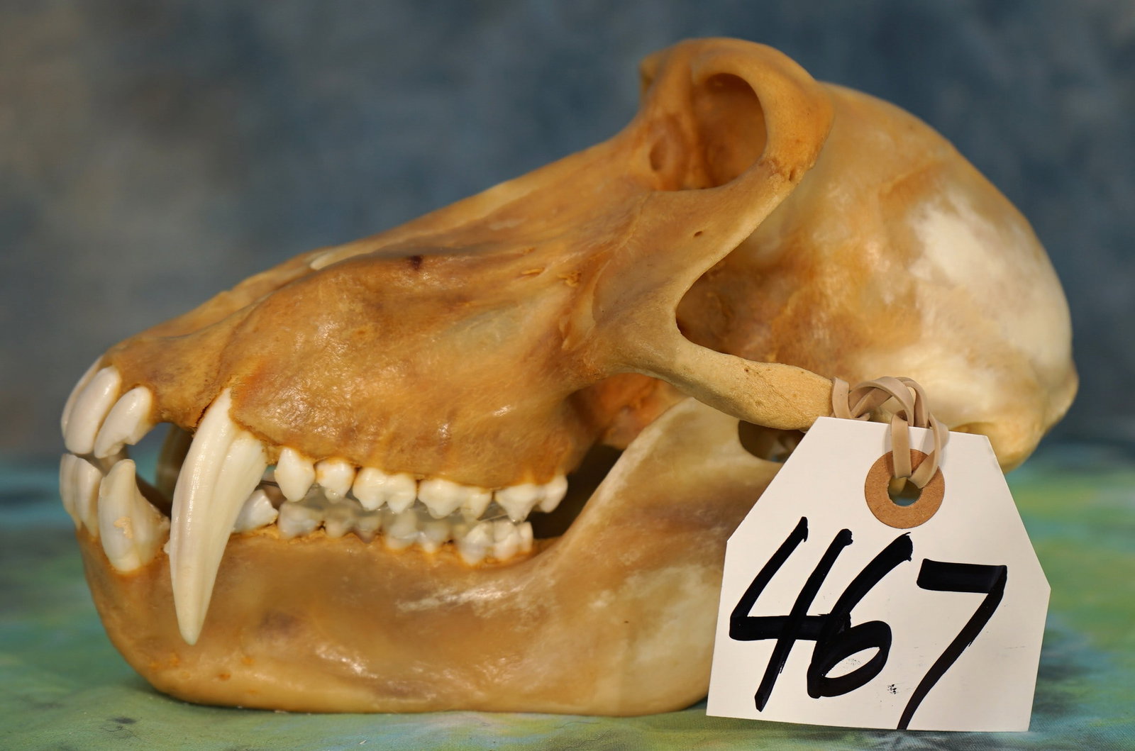 Complete Chacma Baboon Skull Taxidermy: This skull needs a little cleaning. Mainly degreasing which is not hard to do. The skull has no damage, repairs, or bullet holes. All of its teeth are present.